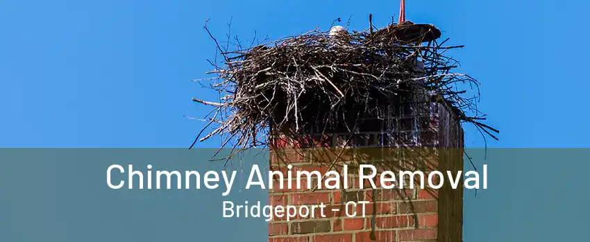 Chimney Animal Removal Bridgeport - CT