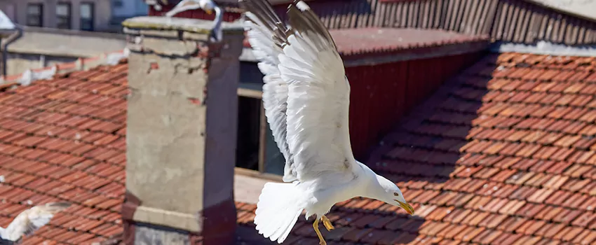 Residential Chimney Animal Removal Solution in Bridgeport, CT